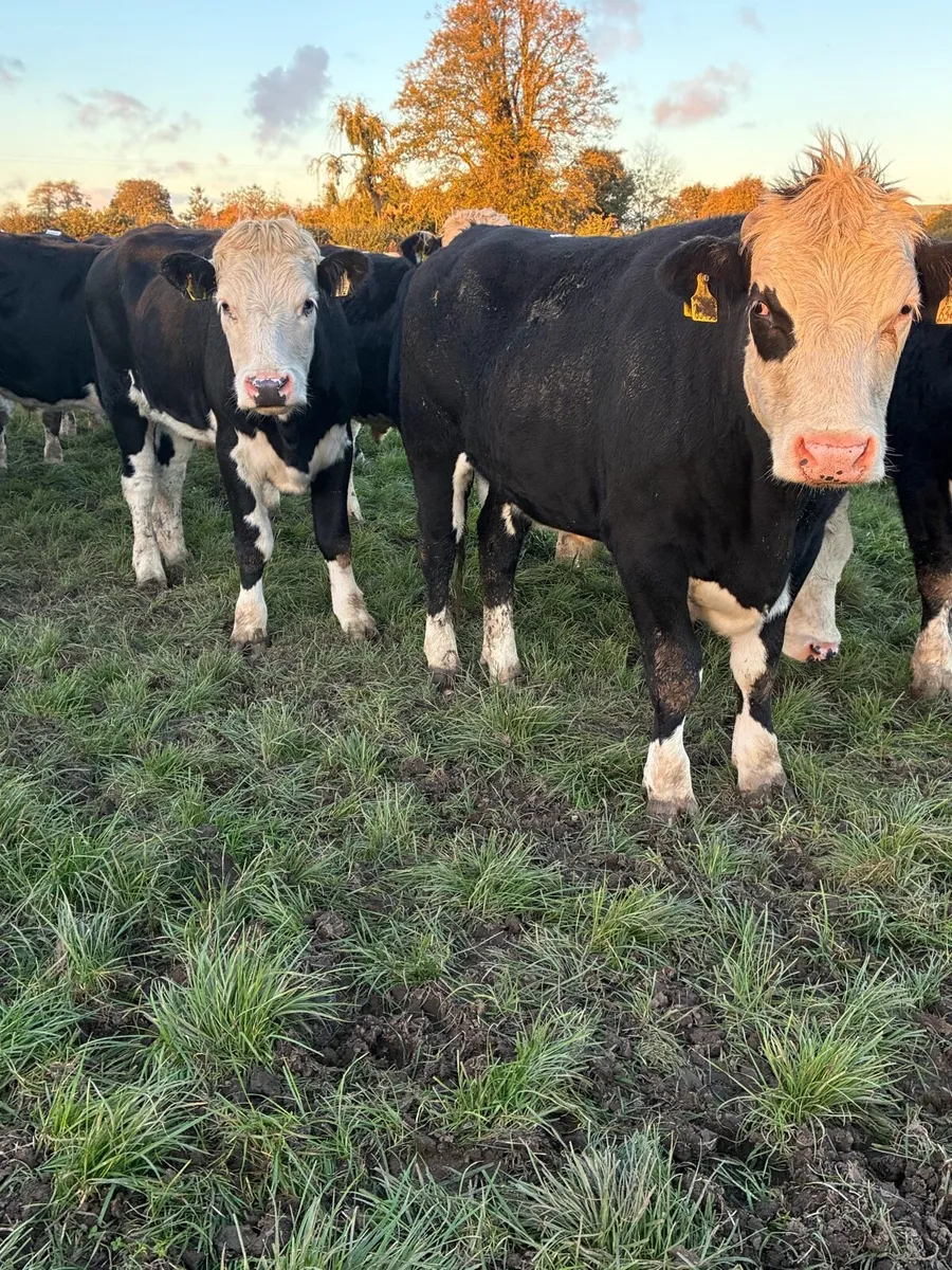 24 Hereford  bullocks - Image 3