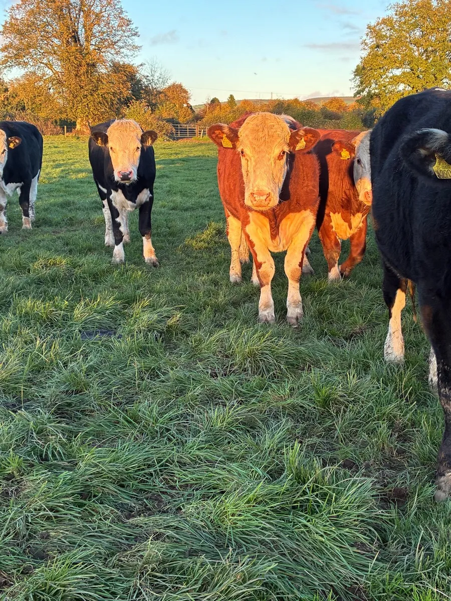 24 Hereford  bullocks - Image 4