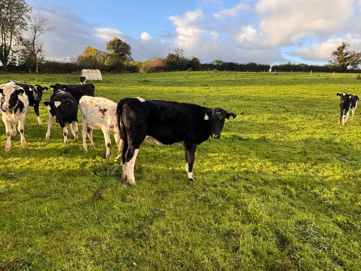 Friesian heifers - Image 2