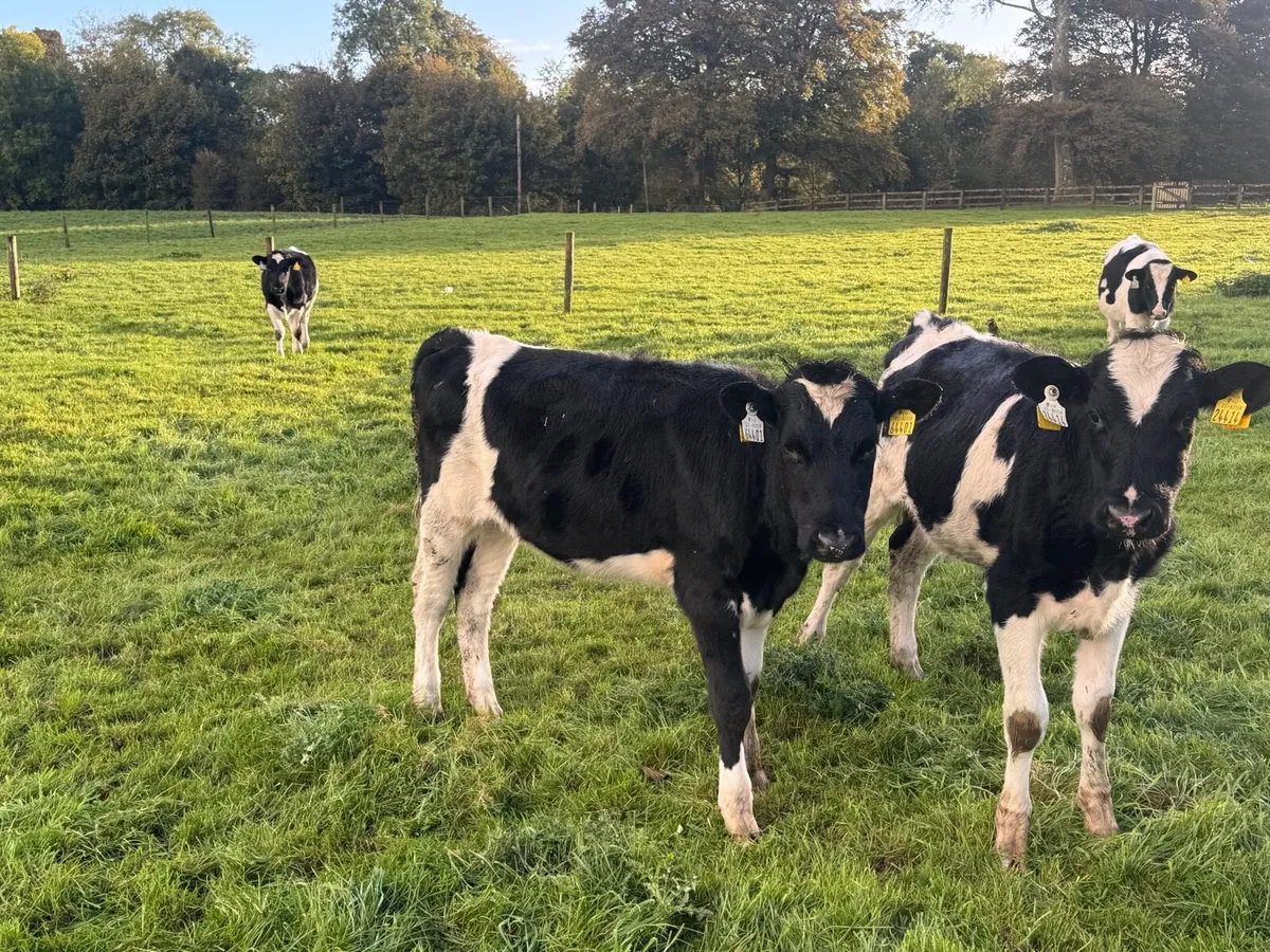 Friesian heifers - Image 1