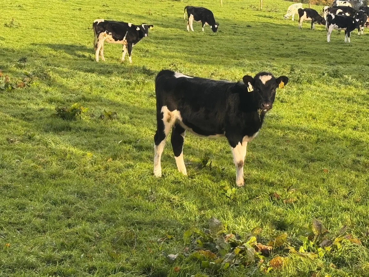 Friesian heifers - Image 3