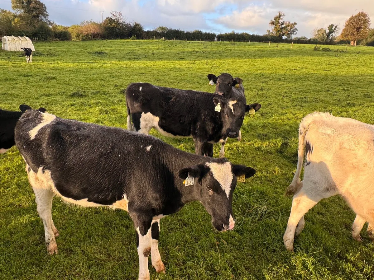 Friesian heifers - Image 4
