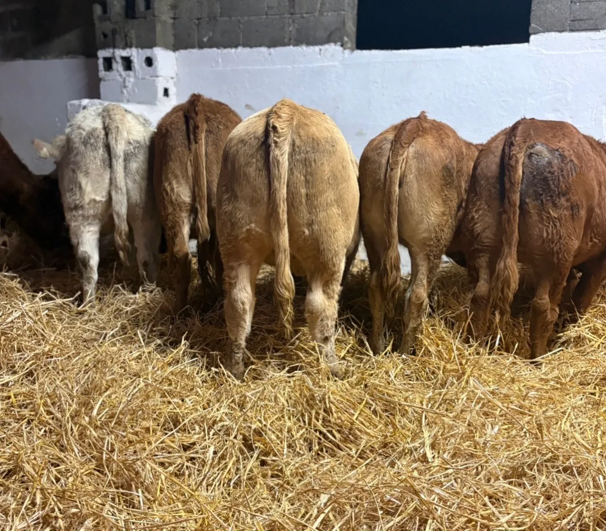 Continental Heifers - Image 1