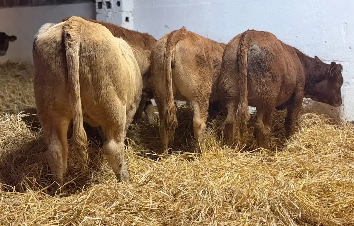 Continental Heifers - Image 2