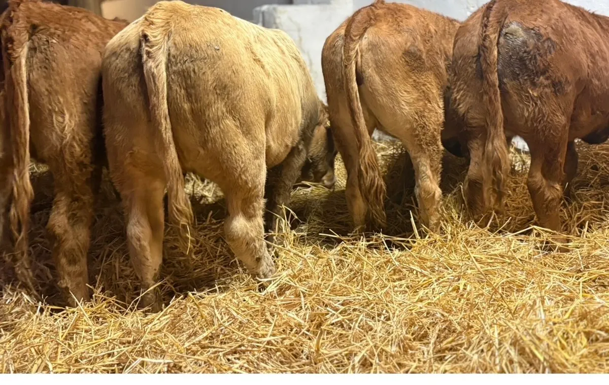 Continental Heifers - Image 3