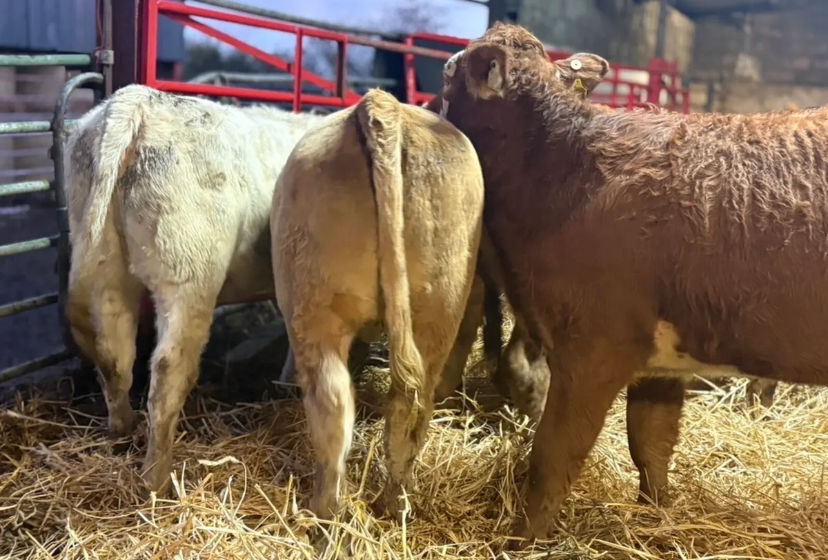 Continental Heifers - Image 4