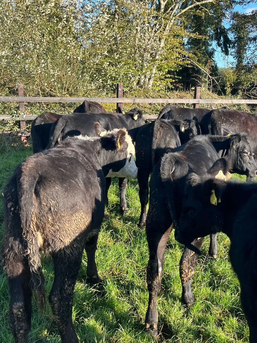9 angus and Hereford heifers (230kg) - Image 1