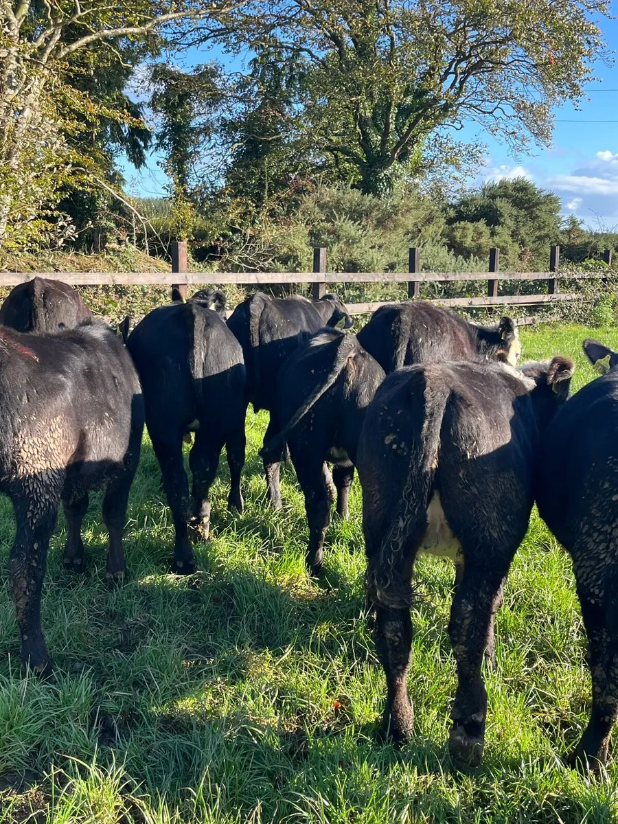 9 angus and Hereford heifers (230kg) - Image 2