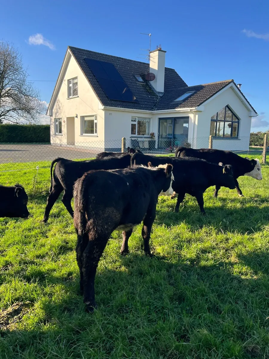 9 angus and Hereford heifers (230kg) - Image 3