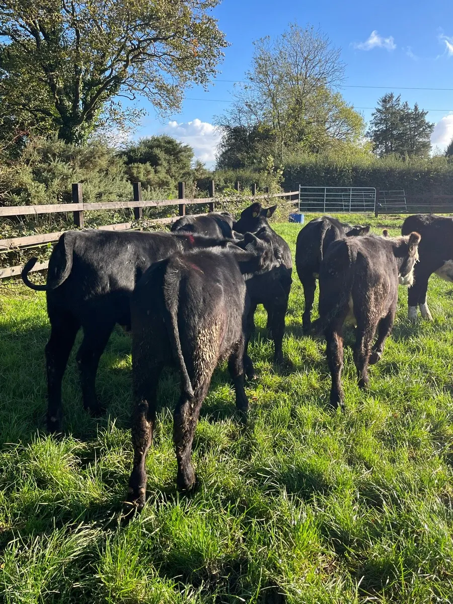 9 angus and Hereford heifers (230kg) - Image 4