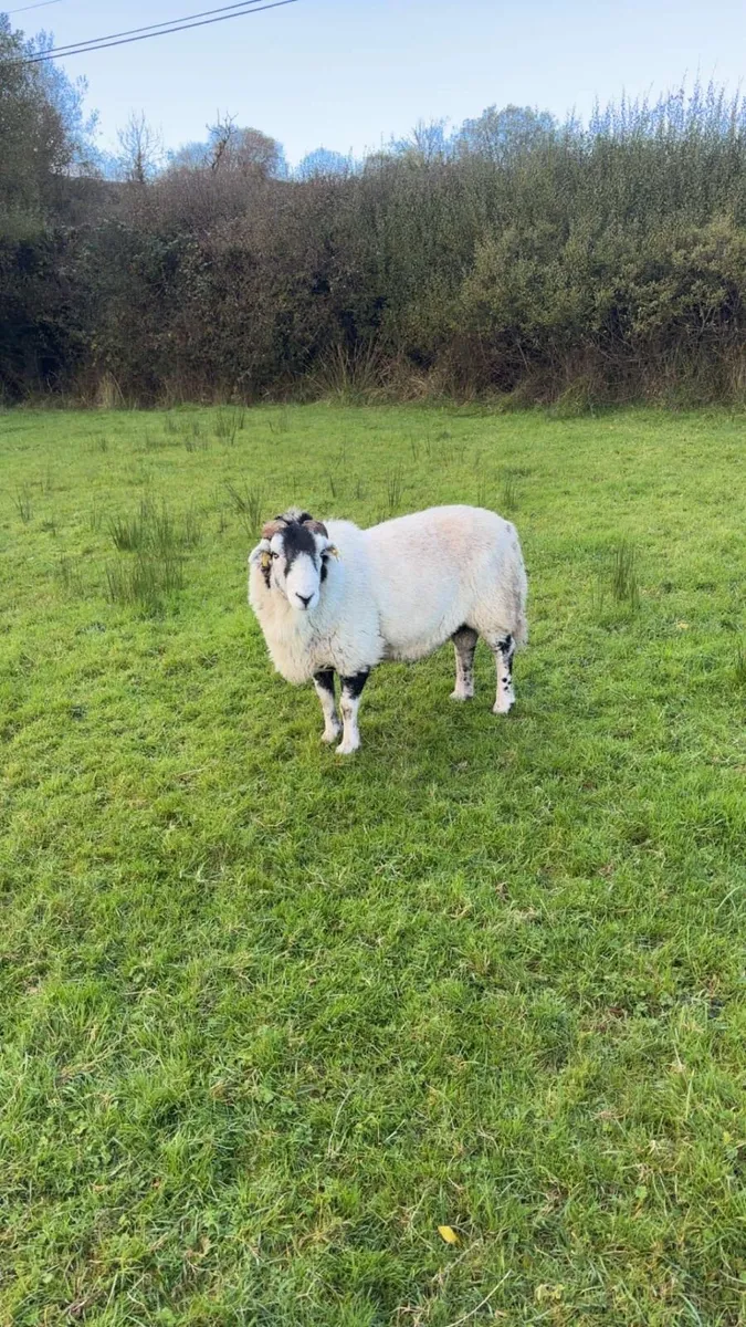 Rams - Image 2