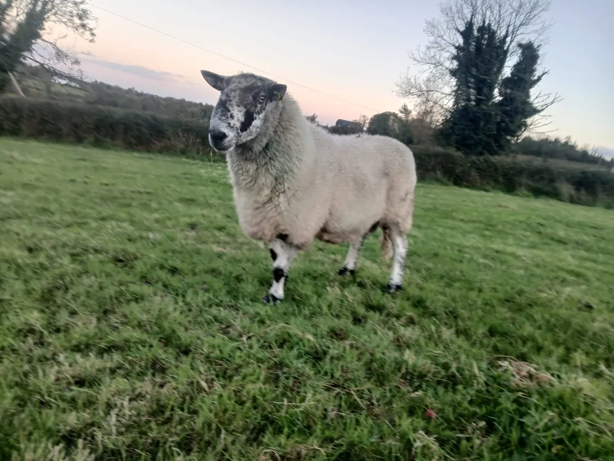 Rams - Image 1