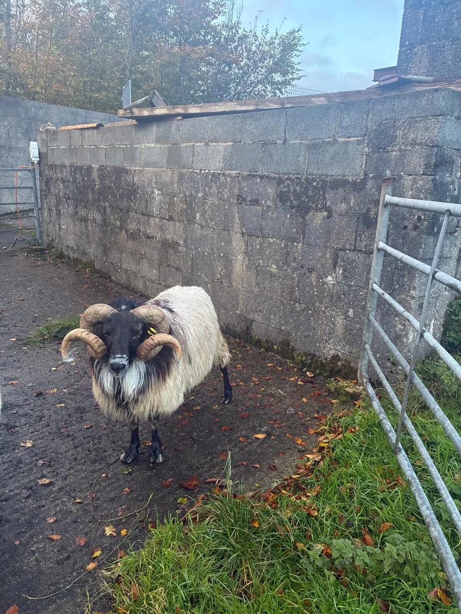 Mayo blackface and easycare rams - Image 2