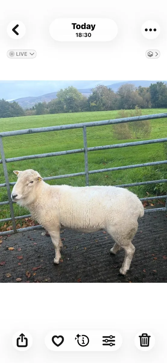 Mayo blackface and easycare rams - Image 3