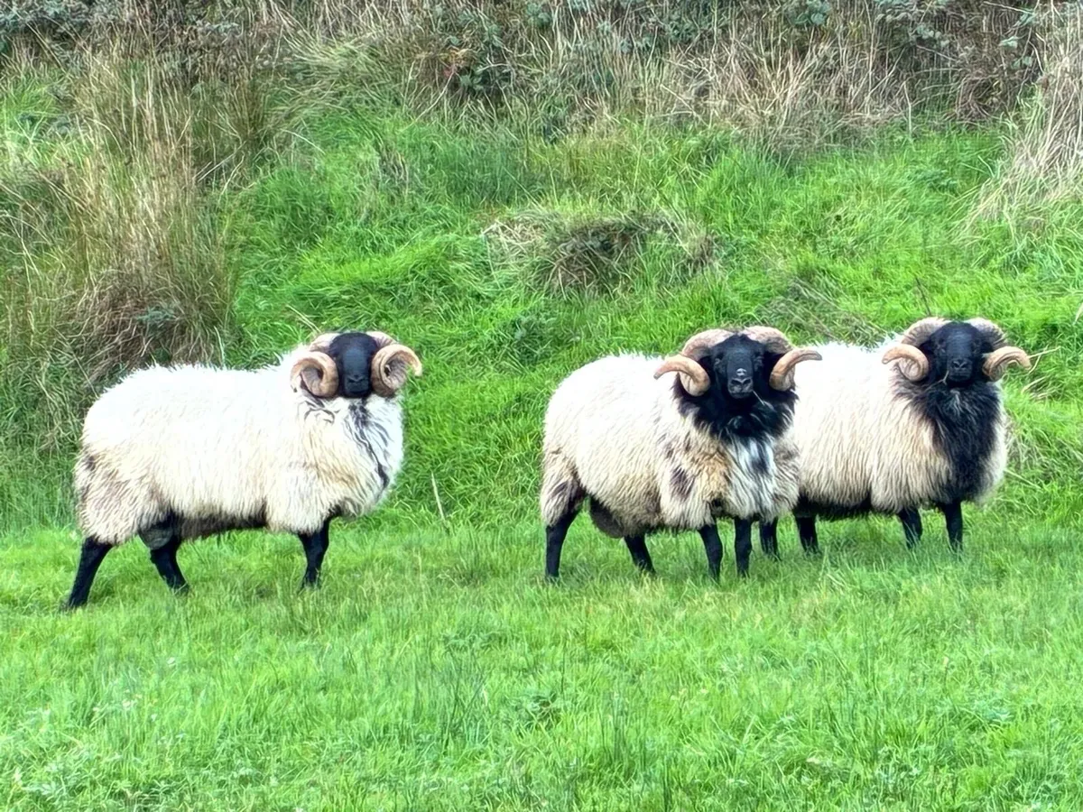 Mayo blackface and easycare rams - Image 1