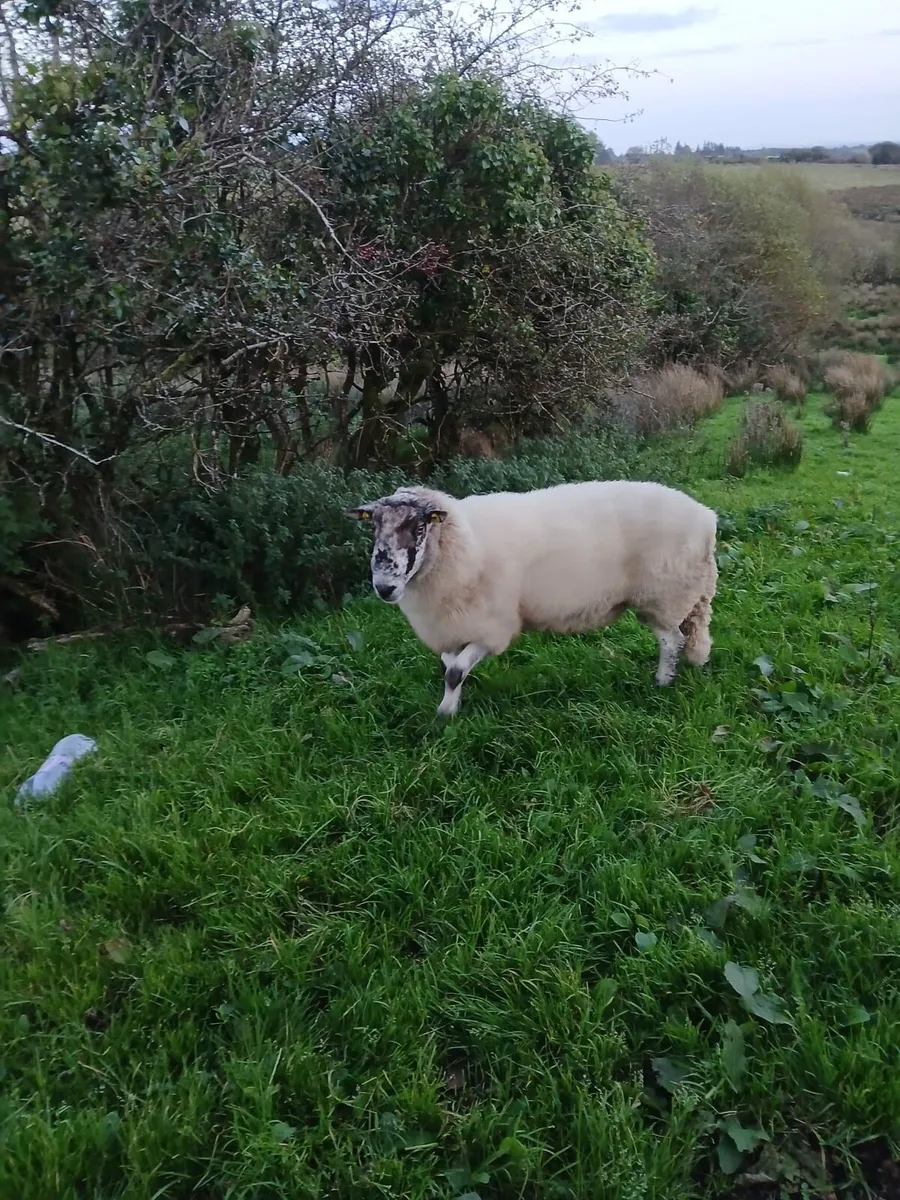 Rams - Image 3