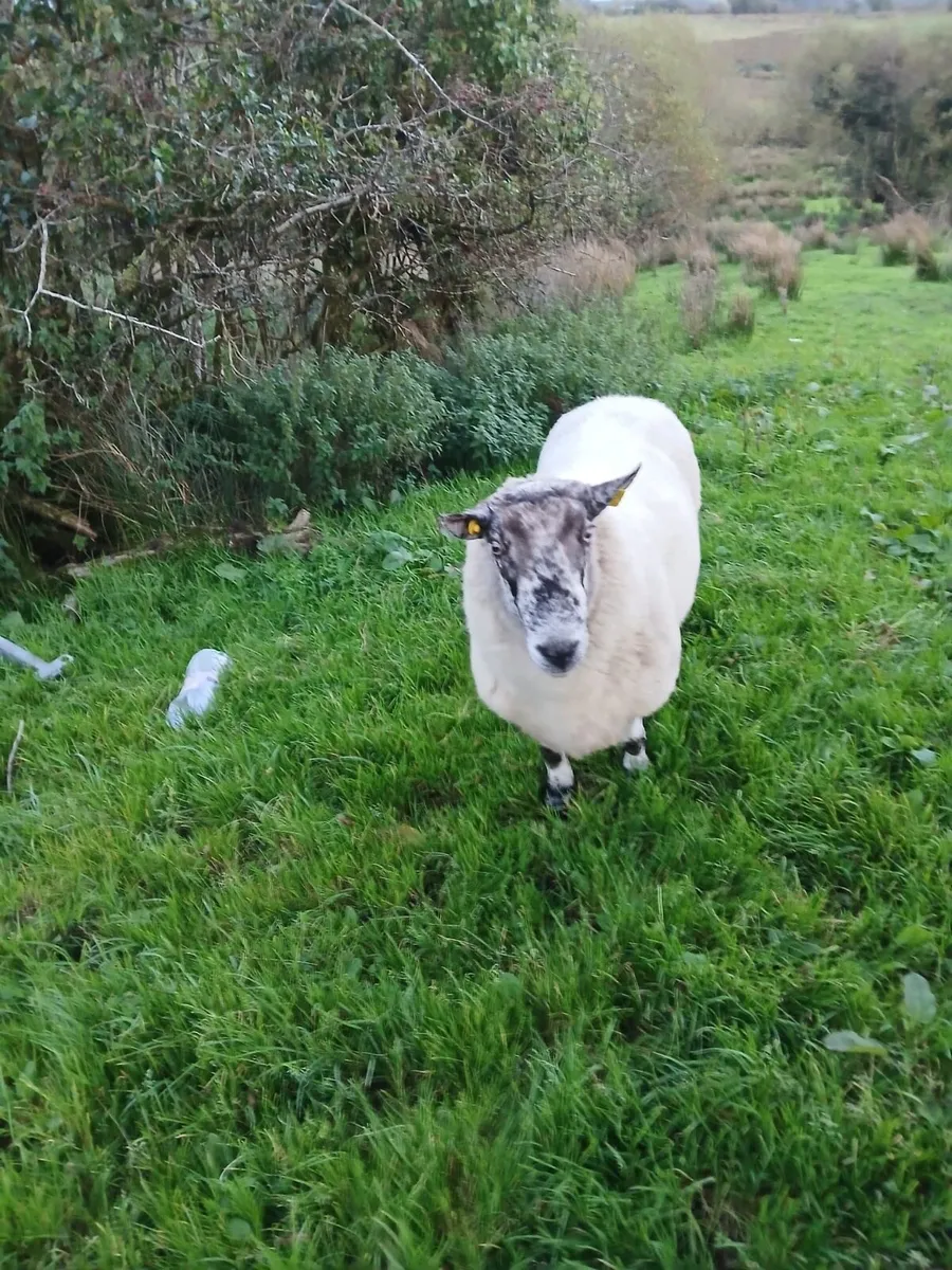 Rams - Image 4