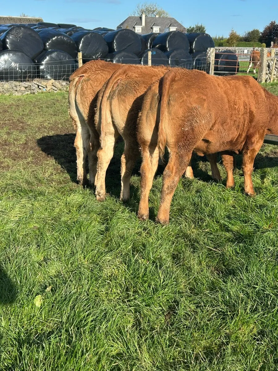Super Red Limousine Heifers - Image 2