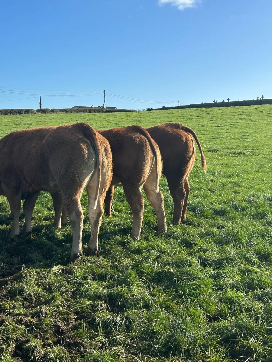 Super Red Limousine Heifers - Image 1