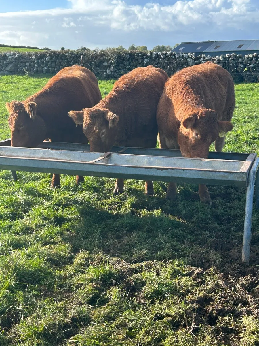 Super Red Limousine Heifers - Image 3
