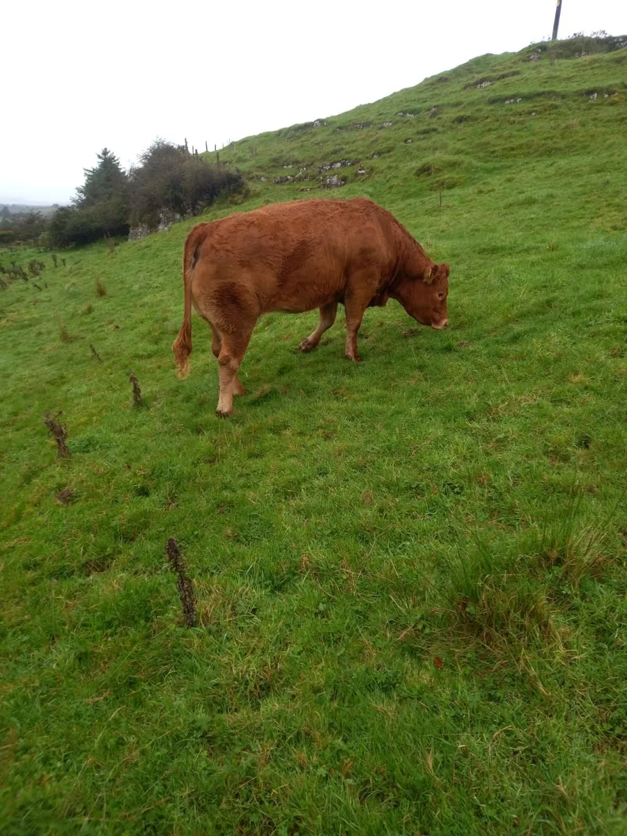 Breeding Heifers - Image 1