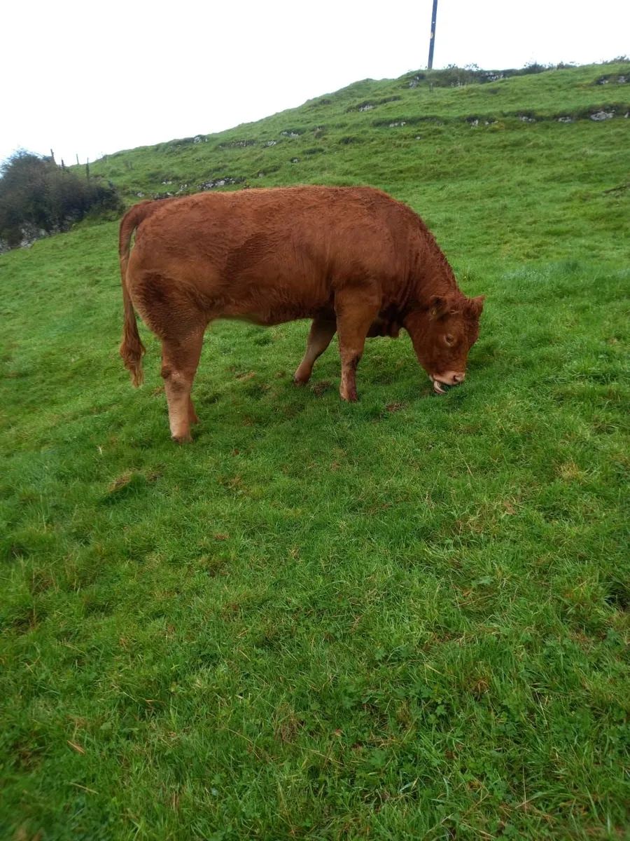 Breeding Heifers - Image 2