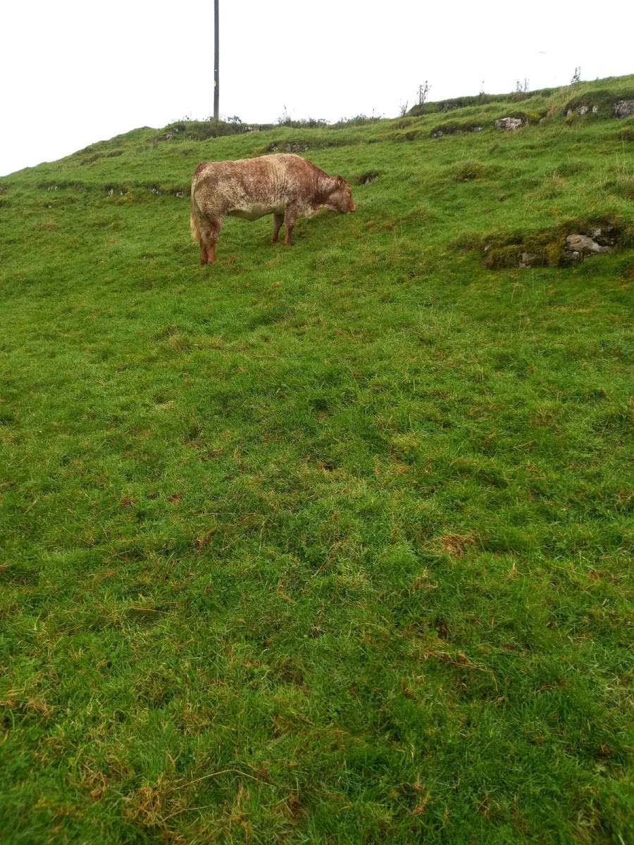 Breeding Heifers - Image 3
