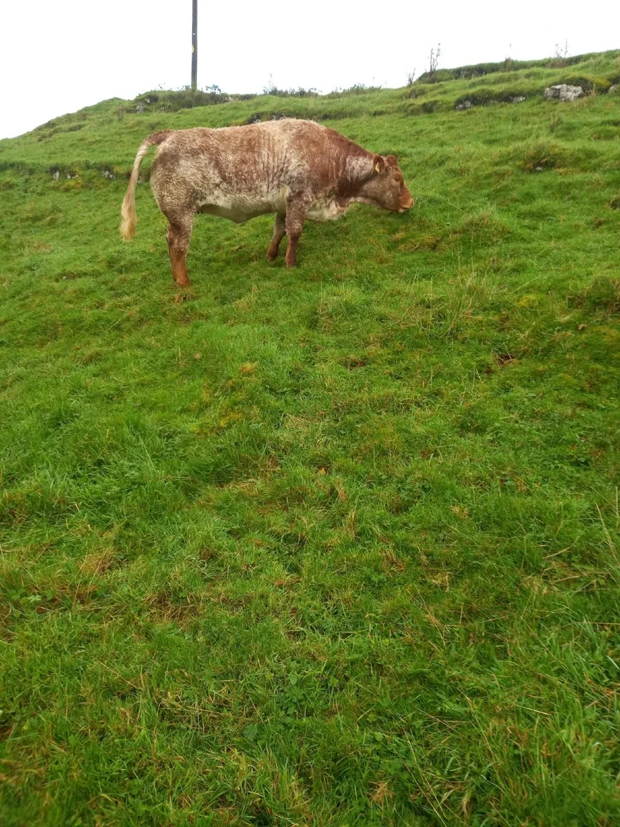 Breeding Heifers - Image 4