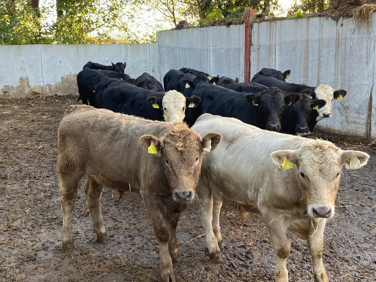 18 Suckler Bred Angus/Limo Bullocks 350kg - Image 1