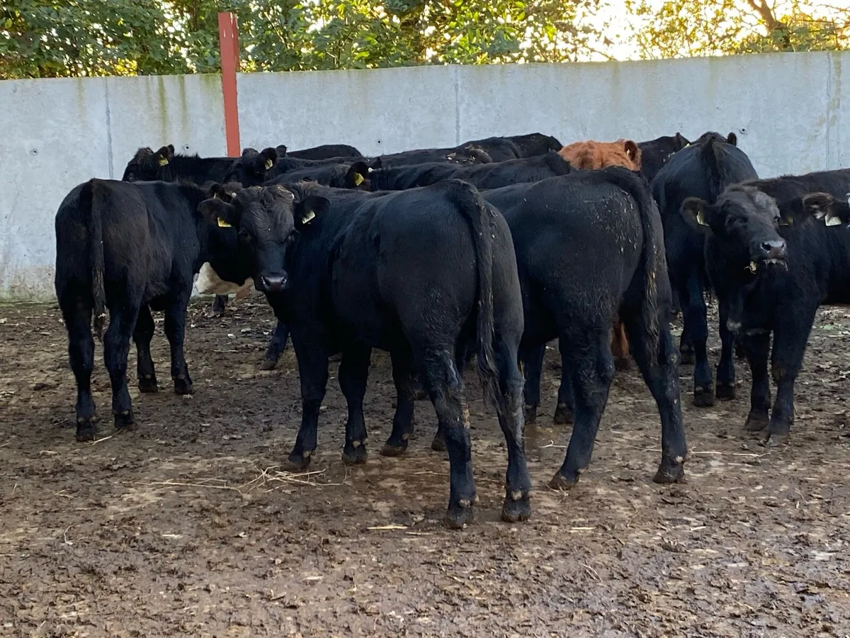 18 Suckler Bred Angus/Limo Bullocks 350kg - Image 2