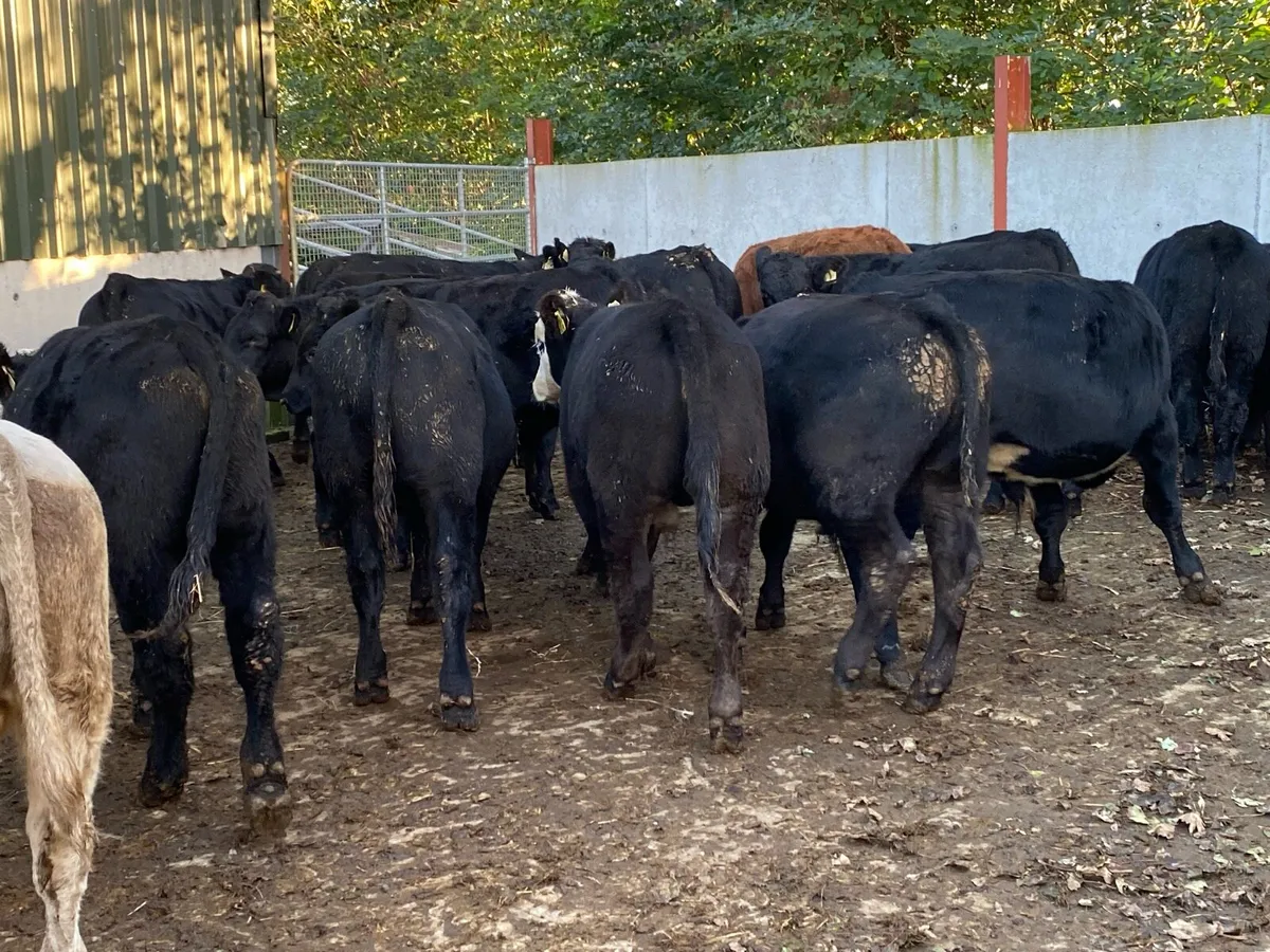 18 Suckler Bred Angus/Limo Bullocks 350kg - Image 3