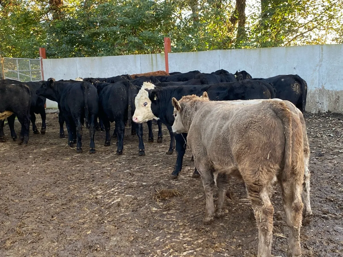 18 Suckler Bred Angus/Limo Bullocks 350kg - Image 4