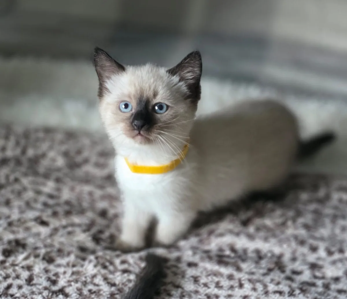 ragdoll kittens - Image 2