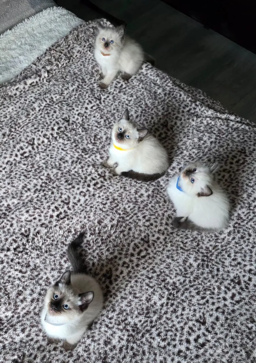ragdoll kittens - Image 1