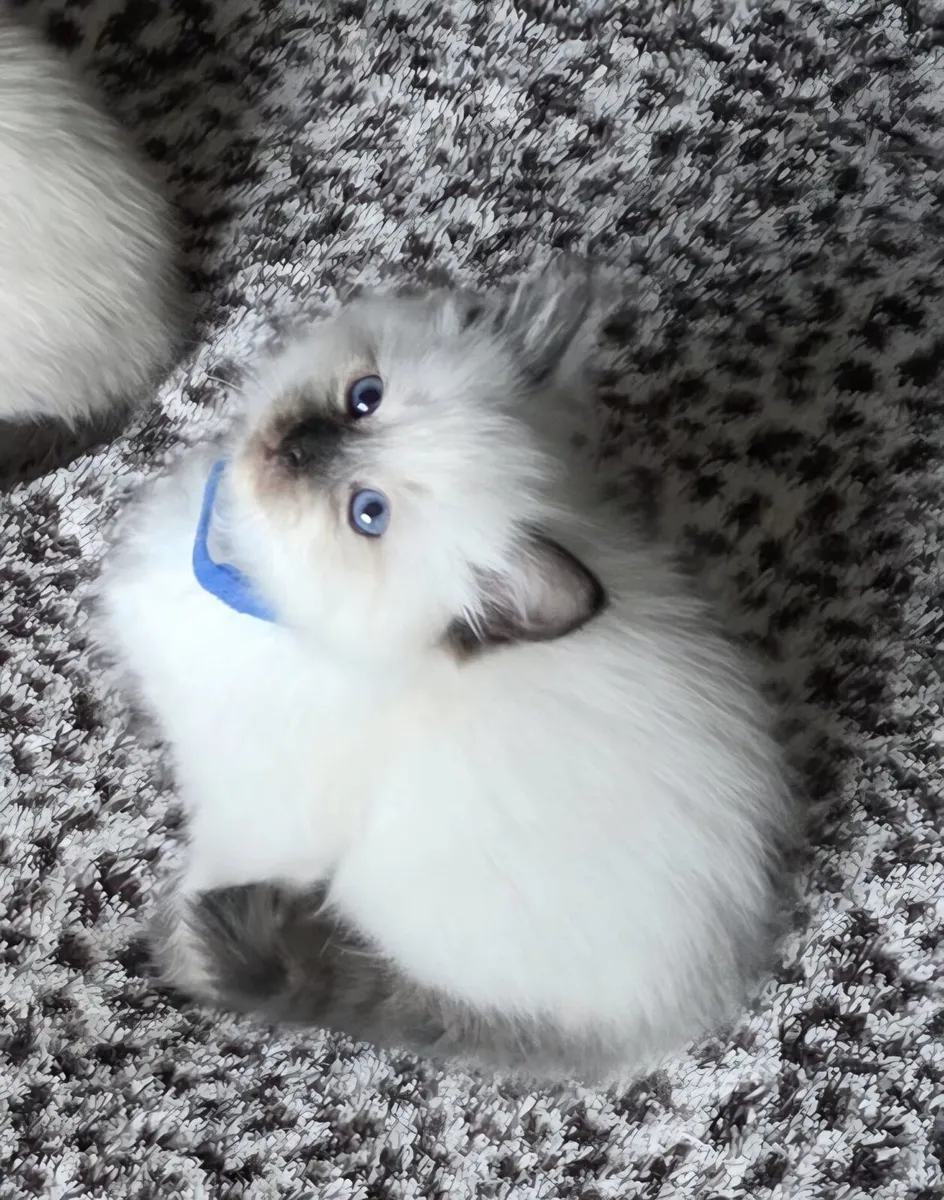 ragdoll kittens - Image 4