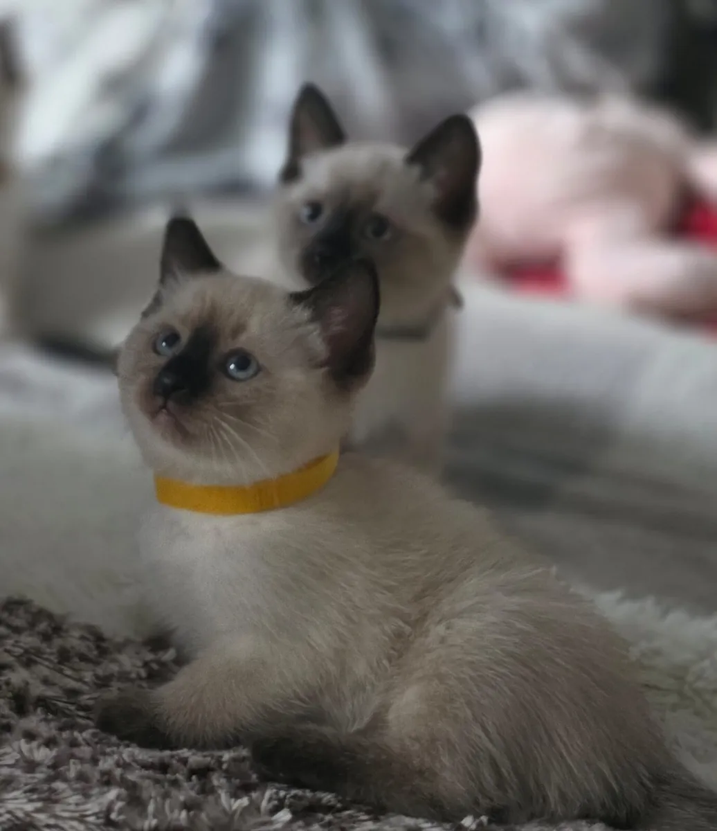 ragdoll kittens - Image 3
