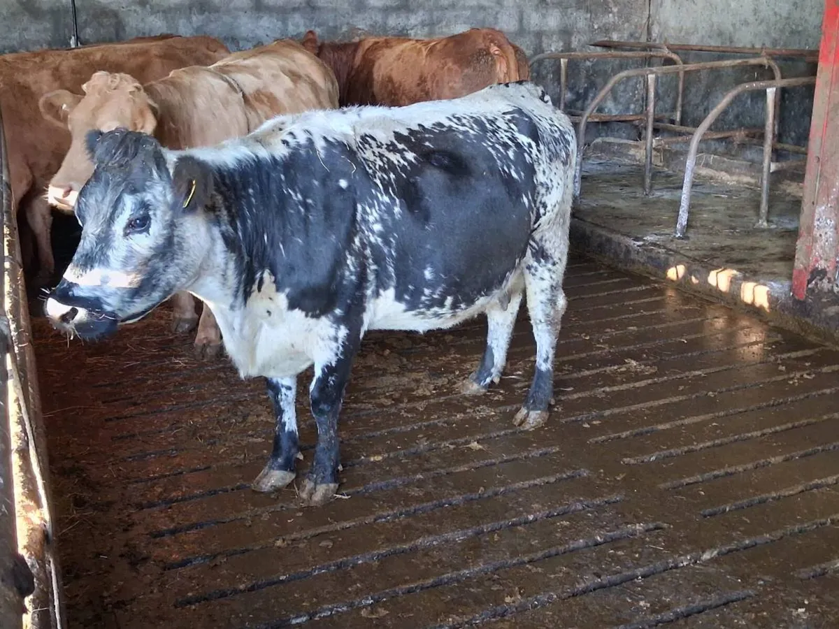 🌟In Calf Suckler Cows🌟 - Image 1