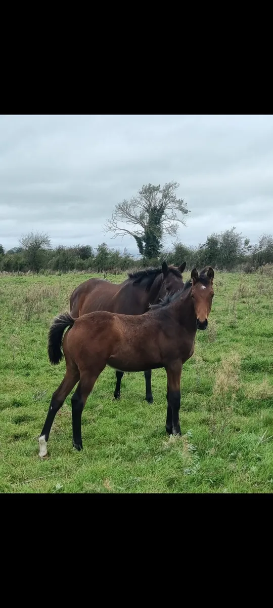 mare for sale - Image 2