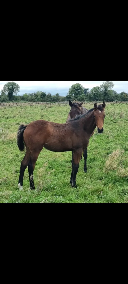 mare for sale - Image 1