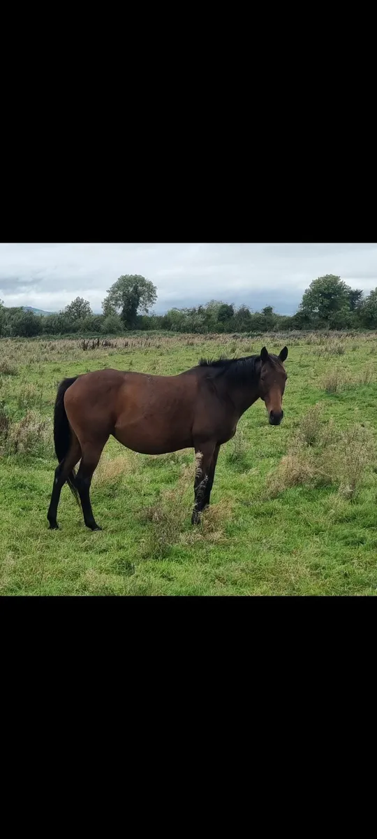 mare for sale - Image 3