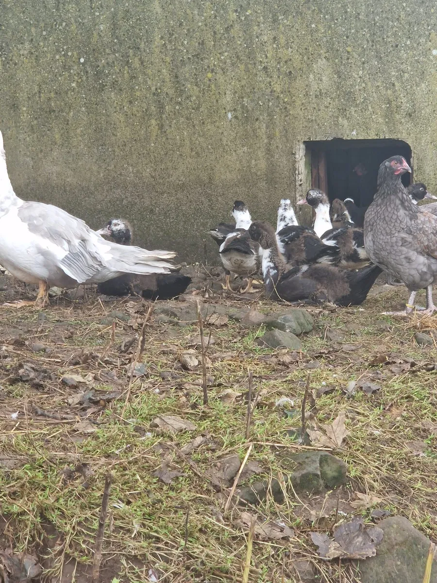 Muscovy Ducklings
