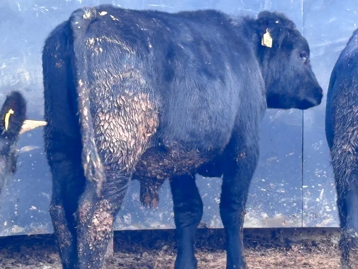 3 bullocks for sale - Image 1