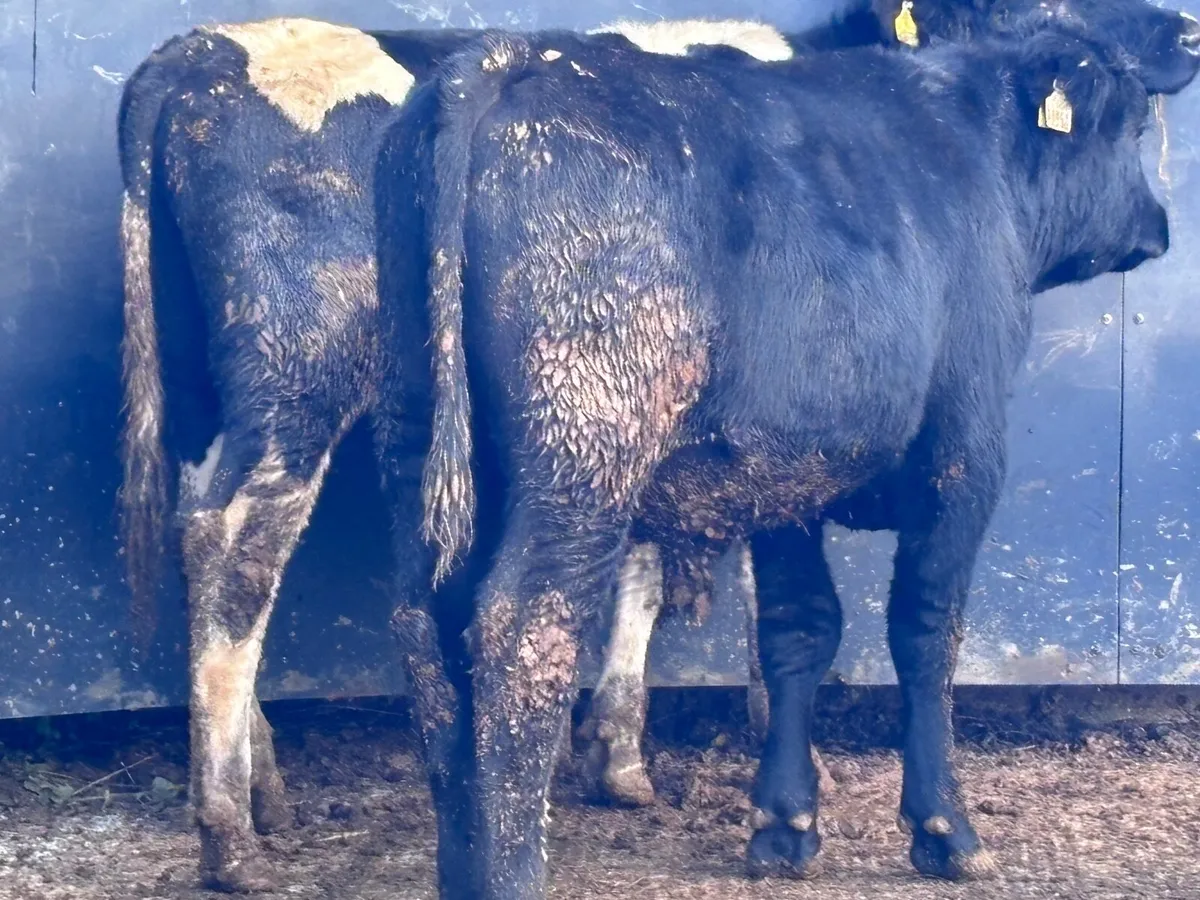 3 bullocks for sale - Image 3