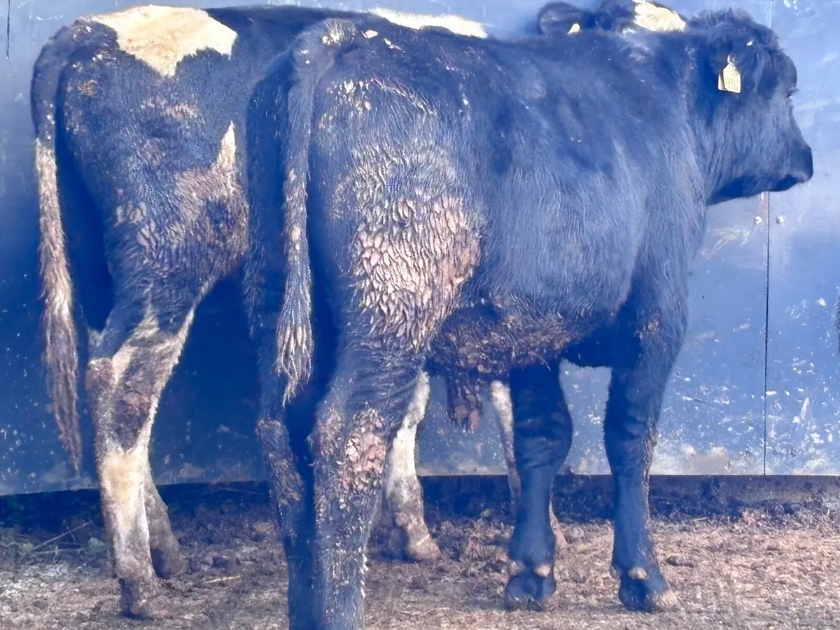 3 bullocks for sale - Image 4