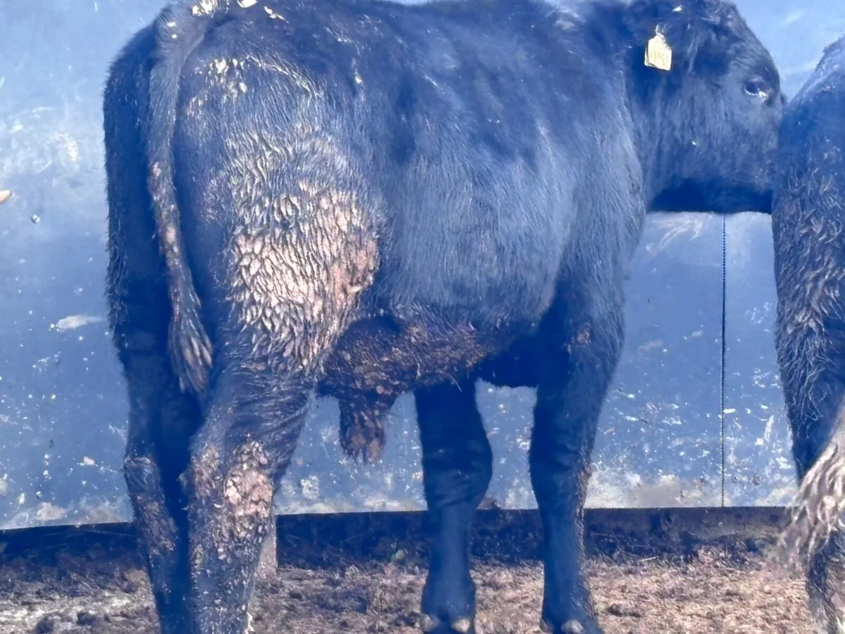 3 bullocks for sale - Image 2