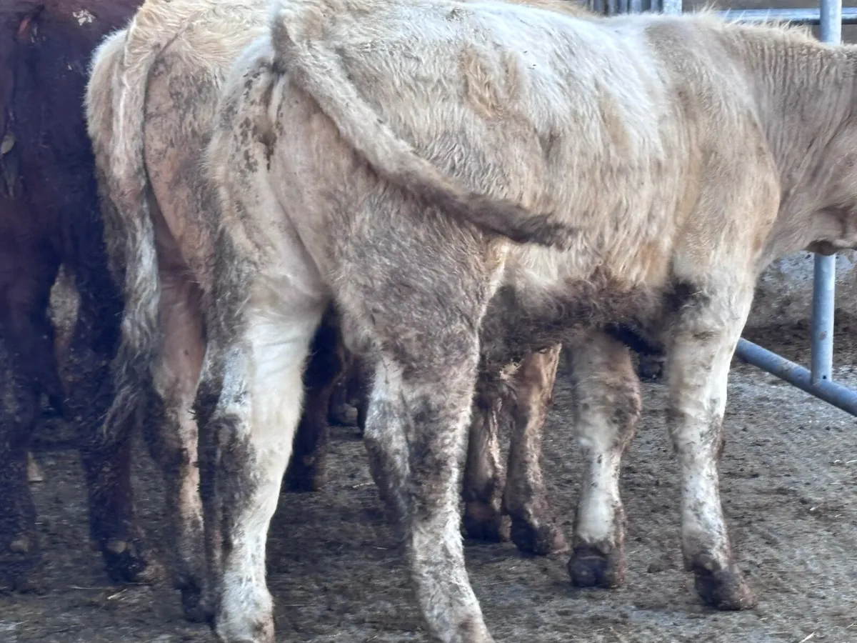 6 top quality suckler bred bull Weanlings for sale - Image 2