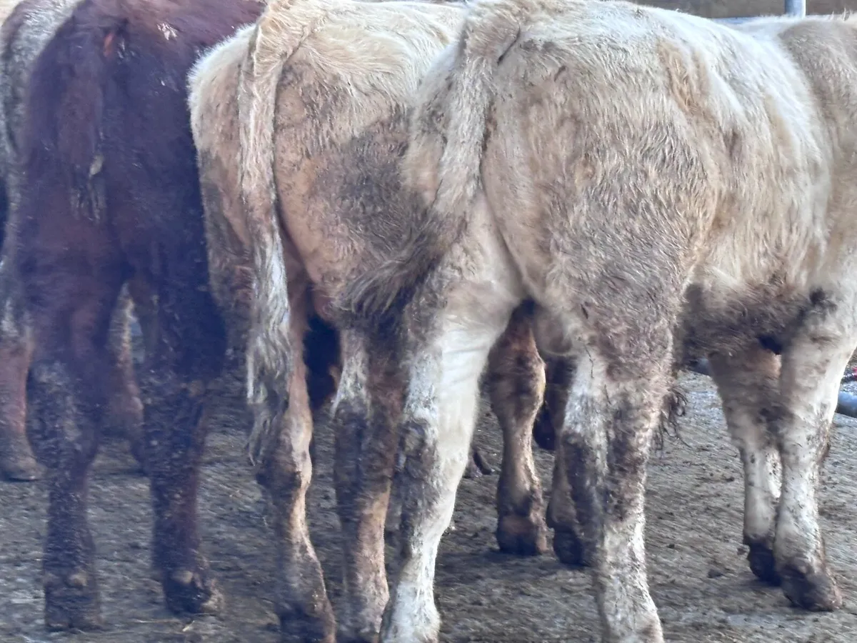 6 top quality suckler bred bull Weanlings for sale - Image 3