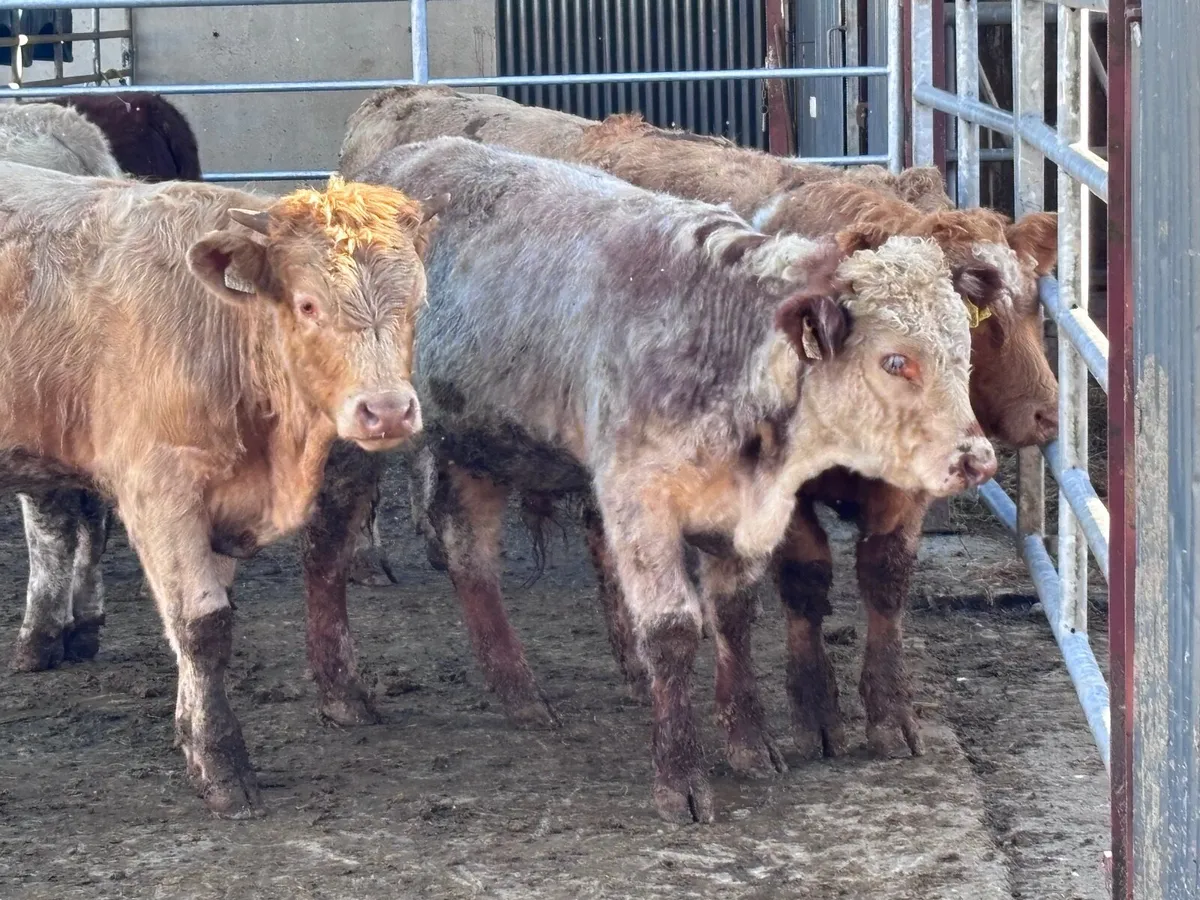 6 top quality suckler bred bull Weanlings for sale - Image 4