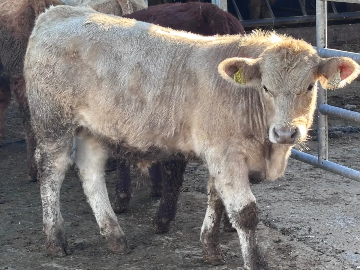 6 top quality suckler bred bull Weanlings for sale - Image 1
