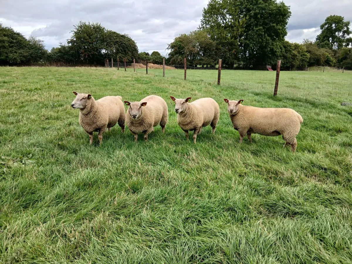 Charollais Ewe Lambs - Image 1